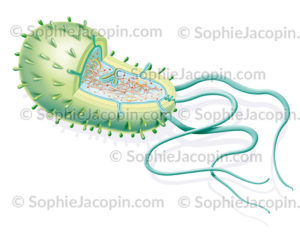Bactérie Cellule procaryote
