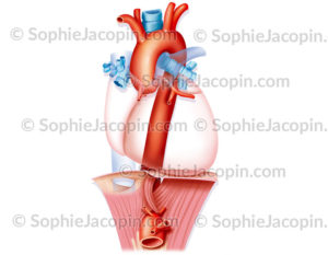 Aorte thoracique