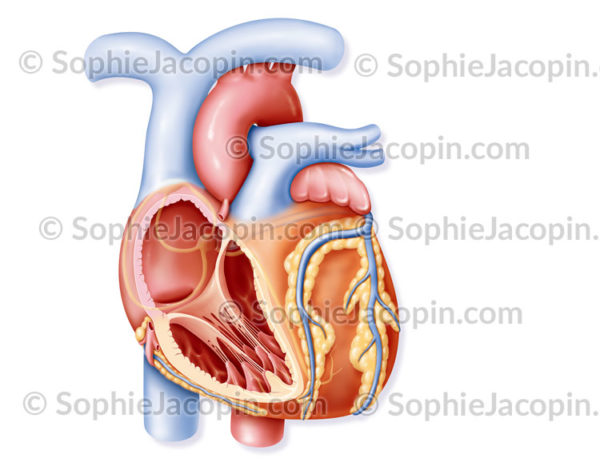 Cœur, anatomie du coeur, coupe de l'oreillette et du ventricule droit - © sophie jacopin