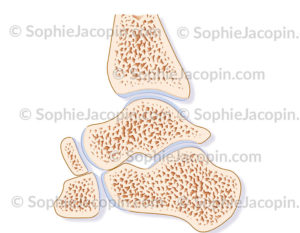 Artculation de la cheville sur une coupe sagittale médiane - © sophie jacopin