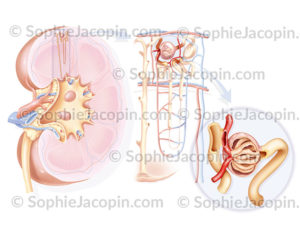 Rein néphron glomérule