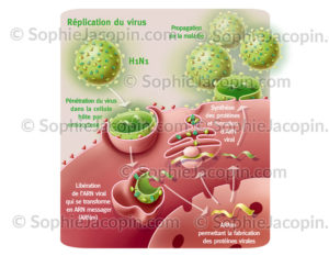 Réplication virus H1N1