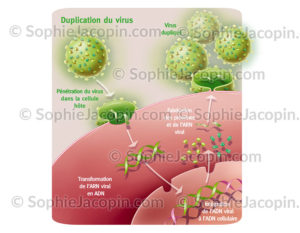 Duplication des rétrovirus