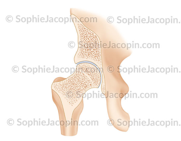 Articulation de la hanche, coupe frontale - © sophie jacopin