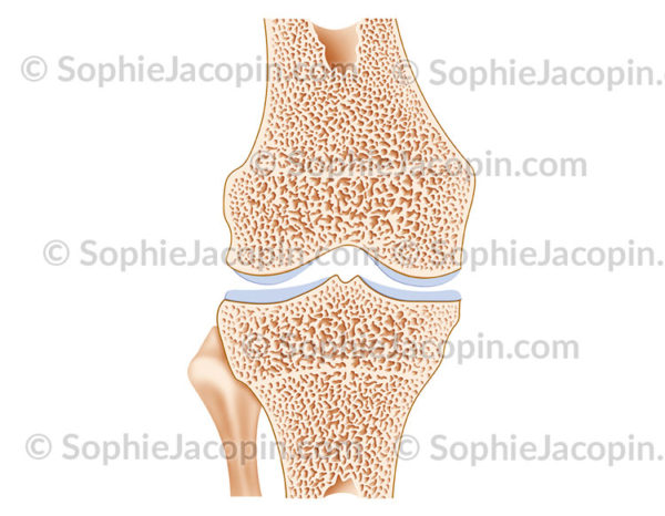 Articulation du genou coupe frontale - © sophie jacopin