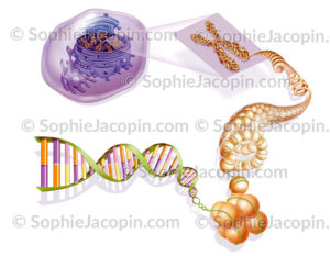 ADN cellulaire
