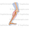 Flexion de la jambe