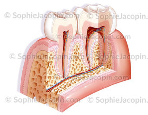 Anatomie des dents