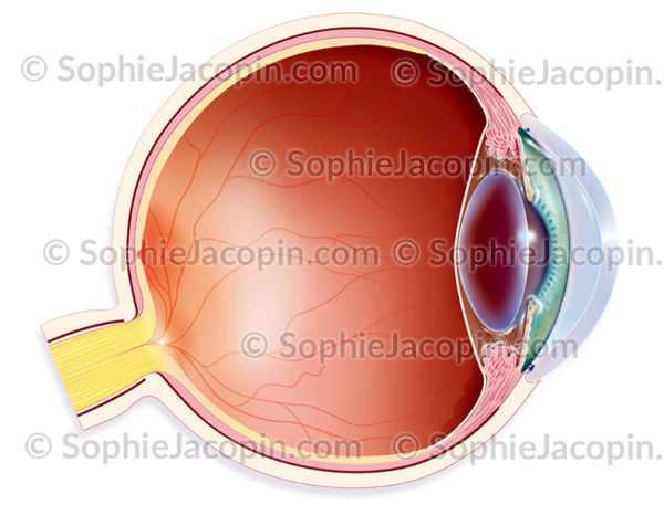 Anatomie de l'œil
