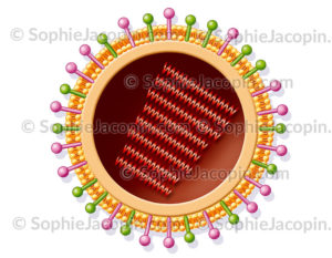 Virus grippe H1N1