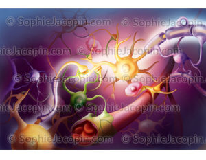 Neurones et cellules gliales