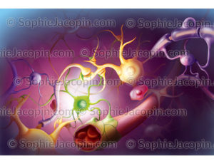 Neurones et cellules gliales