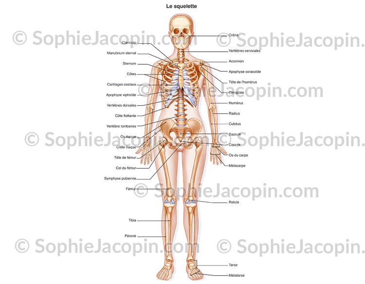 SQUELETTE FEMME Illustration medicale Sophie Jacopin