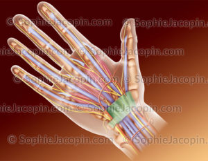 Anatomie de la main