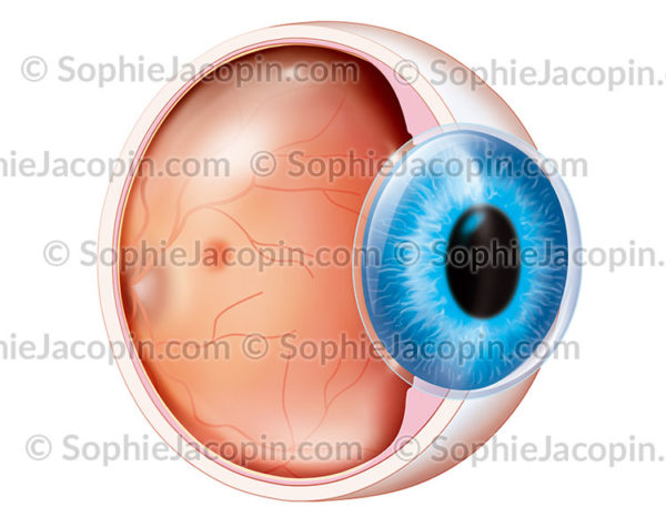 Anatomie de l'œil