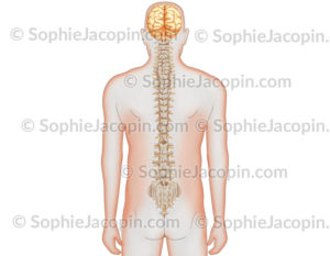 Colonne dorsale nerfs spinaux