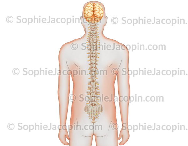 Colonne dorsale nerfs spinaux
