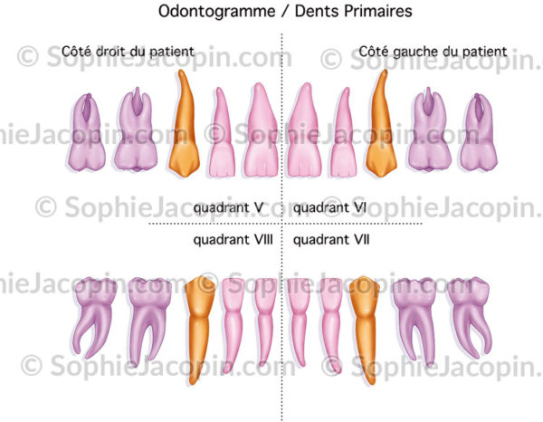 Odontogramme dents primaires