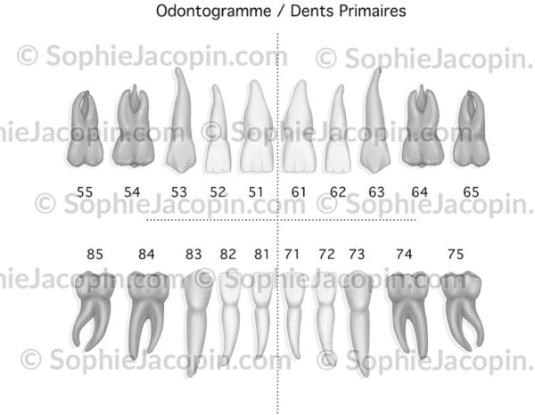 Odontogramme dents primaires