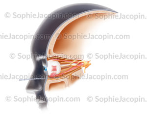 Point d'acupuncture Chengqi (E.1) en dessous du globe oculaire - © sophie jacopin