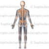 Squelette vue postérieure, système de soutien vue de dos - © sophie jacopin