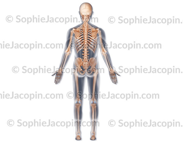 Squelette vue postérieure, système de soutien vue de dos - © sophie jacopin