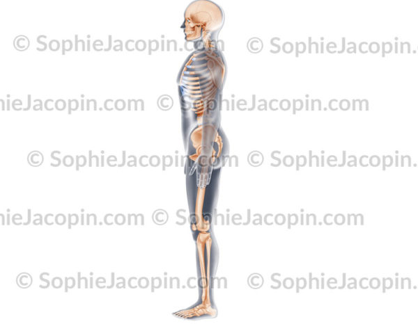 Squelette profil gauche, vue létéral du système de soutient chez l'homme - © sophie jacopin