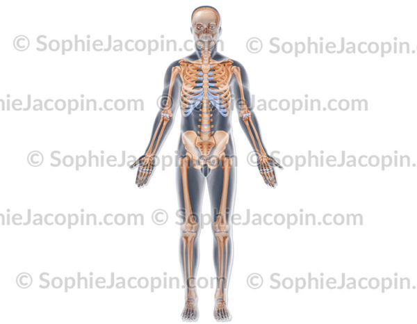 Squelette vue antérieure, organe de soutien dans un corps d'homme - © sophie jacopin