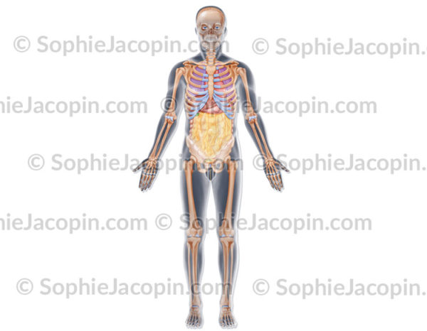 Organes du thorax et de l'abdomen en vue antérieur dans une silhouette d'homme - © sophie jacopin