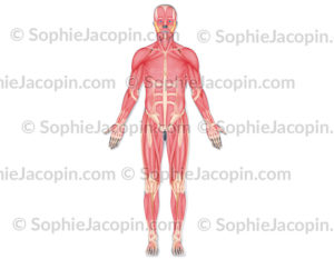 Écorché vue antérieure, musculature de l'homme - © sophie jacopin