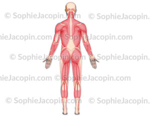 Écorché vue postérieure, musculature vue de dos dans une silhouette d'homme - © sophie jacopin
