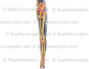 Nerfs postérieurs membre inférieur, jambe - © sophie jacopin