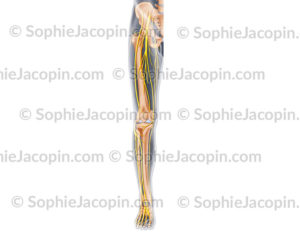 Nerfs antérieurs membre inférieur, jambe - © sophie jacopin