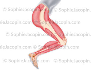 Muscles de la jambe, membre inférieur - © sophie jacopin