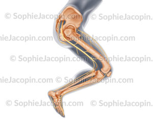 Nerfs de la jambe, membre inférieur - © sophie jacopin