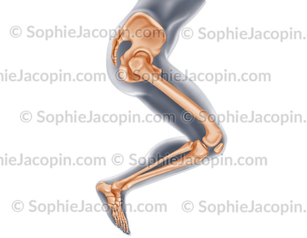 Squelette de la jambe, membre inférieur - © sophie jacopin