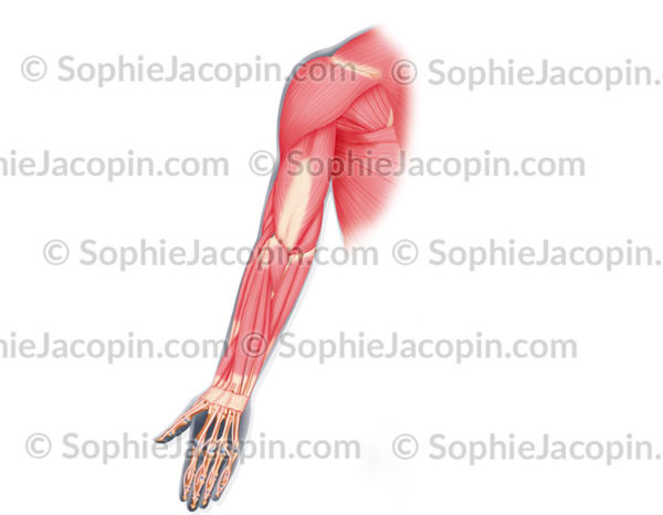 Muscles antérieurs du bras, membre supérieur - © sophie jacopin