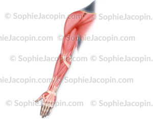 Muscles postérieurs du bras, membre supérieur - © sophie jacopin