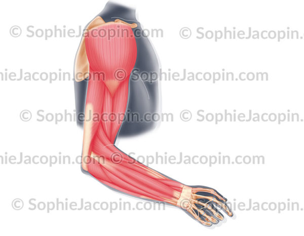 Muscles du bras, membre supérieur - © sophie jacopin