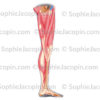 Muscles internes jambe, membre inférieur - © sophie jacopin