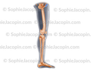 Squelette interne jambe, membre inférieur © sophie jacopin