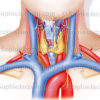 Larynx et thyroïde