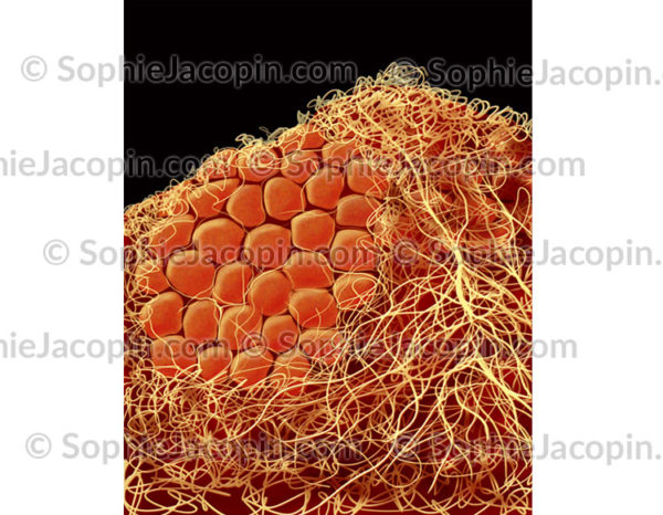 Cellules graisseuses