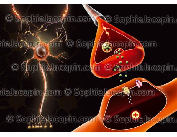 Du neurone à la synapse
