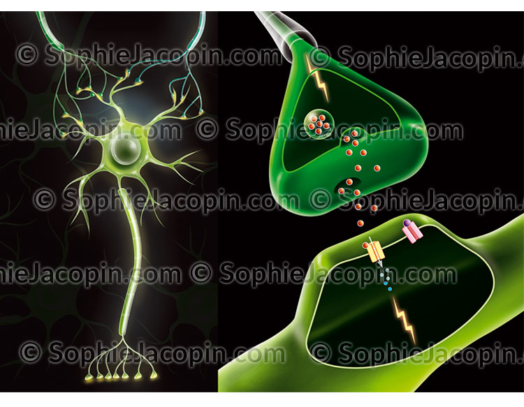 Neurone Synapse - Illustration Médicale - © Sophie Jacopin
