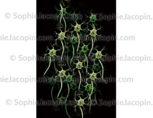 Clusters de neurones
