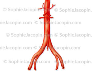 Aorte abdominale normale - © sophie jacopin