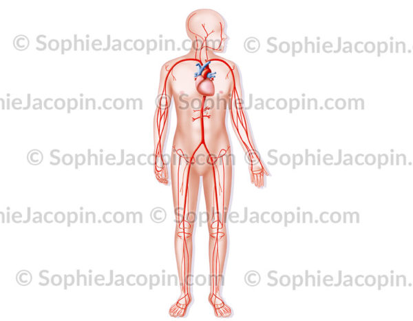 Système artériel, cœur et artères principales - © sophie jacopin