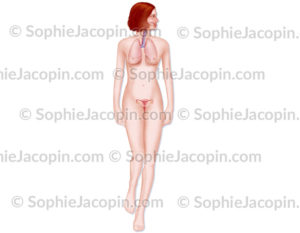 Anatomie féminine, système respiratoire et organes génitaux de la femme - © sophie jacopin