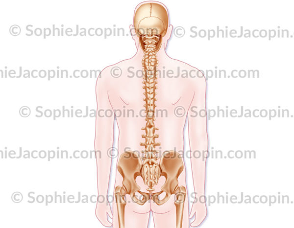 Colonne vertébrale dorsale normale dans une silhouette d'homme en vue postérieure - © sophie jacopin